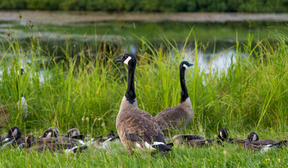 Canadian goose beside tall grass surrounded by goslings.