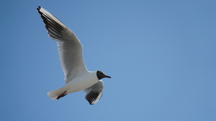 Finnish Seagul Flying in Bright Blue Sky