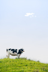 Black and White Cow Standing on Top of the Meadow in Summer © Suteren Studio