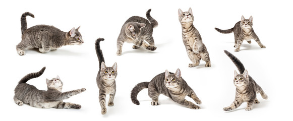 Verspieltes süßes graues Kätzchen in verschiedenen Positionen