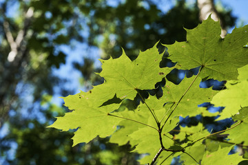 Autumn maple leaves in the forest close-up