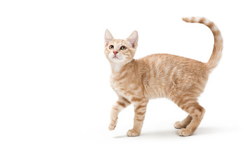 Obraz premium Profil Buff Tabby Playful Kitten