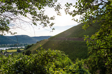 Ripening grapes on a vine plantation on a beautiful hot, sunny, summer day in western Germany.