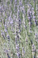 Lavender Field