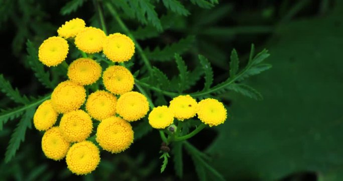 Common Tansy, Tanacetum vulgare, invasive in North America 4K
