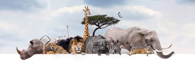 Fotobehang Safari Zoo Animals Over Web Banner © adogslifephoto