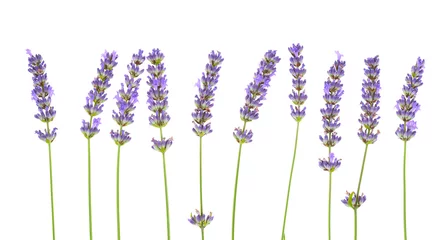 Crédence de cuisine en plexiglas Lavande Lavender flowers isolated on white background. 