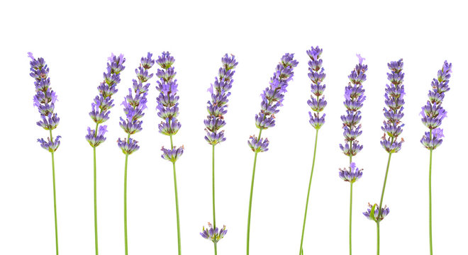 Fototapeta Lavender flowers isolated on white background. 