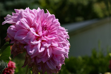 Flowering dahlias in the garden