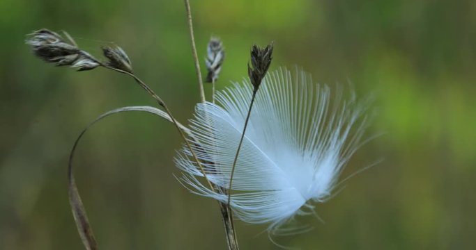 Blowing feather caught by plant 4K