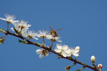 pszczoła na kwitnącej gałęzi na tle nieba