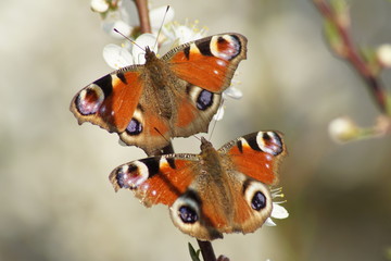para motyli na kwitnącej gałęzi, rozmnażanie owadów