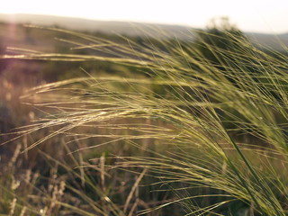 The music in the grass