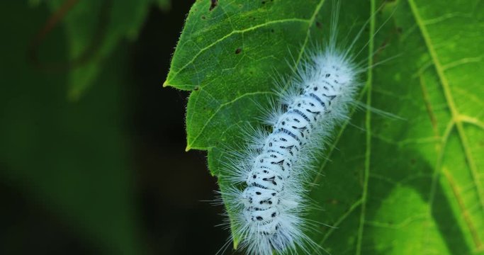 Hickory Tussock Moth Caterpillar, Lophocampa caryae 4K