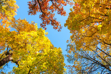 Treetops during autumn foliage