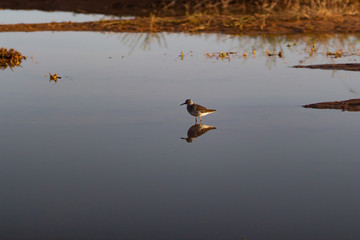 lonely wader