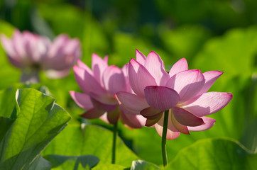 Obraz premium 蓮の咲く風景