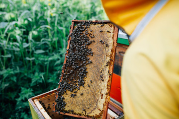 Collecting natural honey from beehive