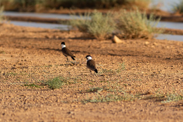 more birds in jordan