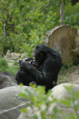 Obraz premium Chimpanzee mother and young