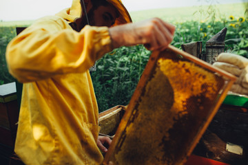 Young apiarist collecting honey in field of sunflowers