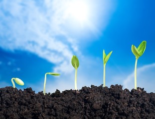 Growth of new life on green blurred