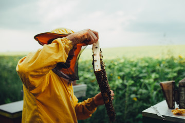 Young apiarist collecting honey in field of sunflowers