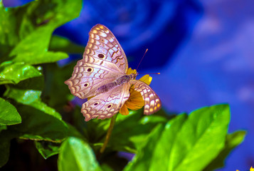 A beautiful colorful butterfly..
