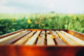 Close up beehive with blued background of sunflower field