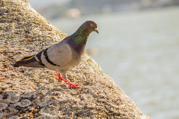The pigeon's curious look.