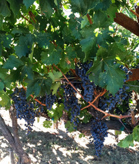 Napa Purple Grapes Vine
