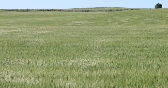 Field of oats rippling in the wind 4K