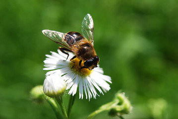 пчела собирает пыльцу