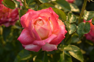 Love and Peace rose
