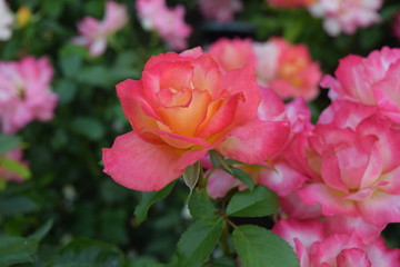 Rainbow Sorbet roses 
