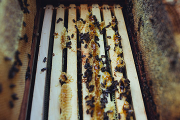 Inside of a beehive with raw honey