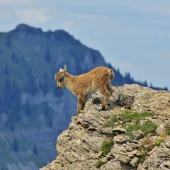Master climber alpine ibex. Just a few months old and already climbing in the steepest cliffs....