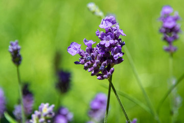 Closeup of a bunch of lavender against green field on sunny day in summer