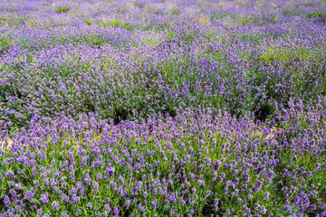 Blooming lavender bushes in a farm seen on sunny day in summer