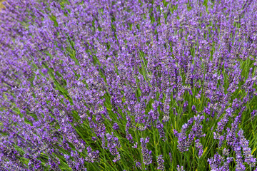 Closeup of blooming lavender bush in summer - nature background - 1