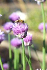 Chive Blossoms