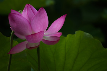 Obraz premium 葉の影で花開く蓮