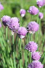 Chive Blossoms
