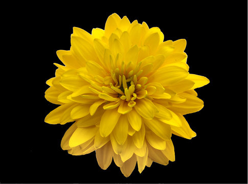 Fototapeta yellow flower close-up isolated on a black background, minimal art