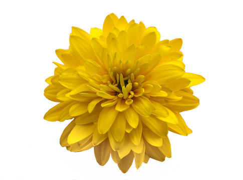Fototapeta yellow flower close-up isolated on white background