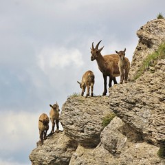 Alpine ibex kindergarten seen on Mount Niederhorn. Wild goat living in the Alps. 