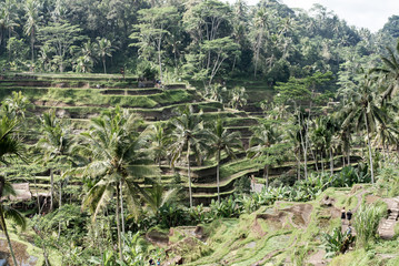Fototapeta na wymiar Tegalalang Rice Terrace - Bali - Indonesia