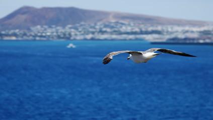 Möwe