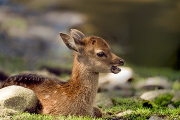 Beautiful fawn portrait. 