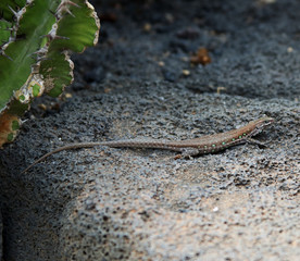 Reptil